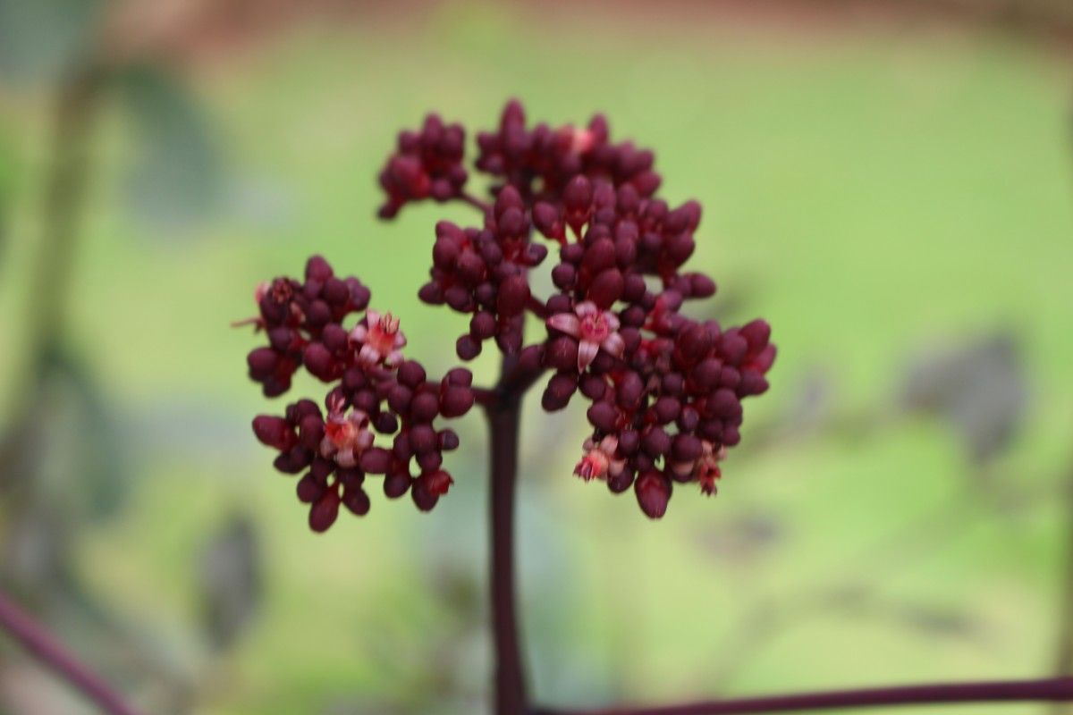 Leea guineensis G.Don